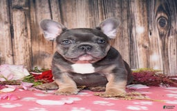 French Bulldog dogs for sale: French Bulldog 4 puppies - Image 3