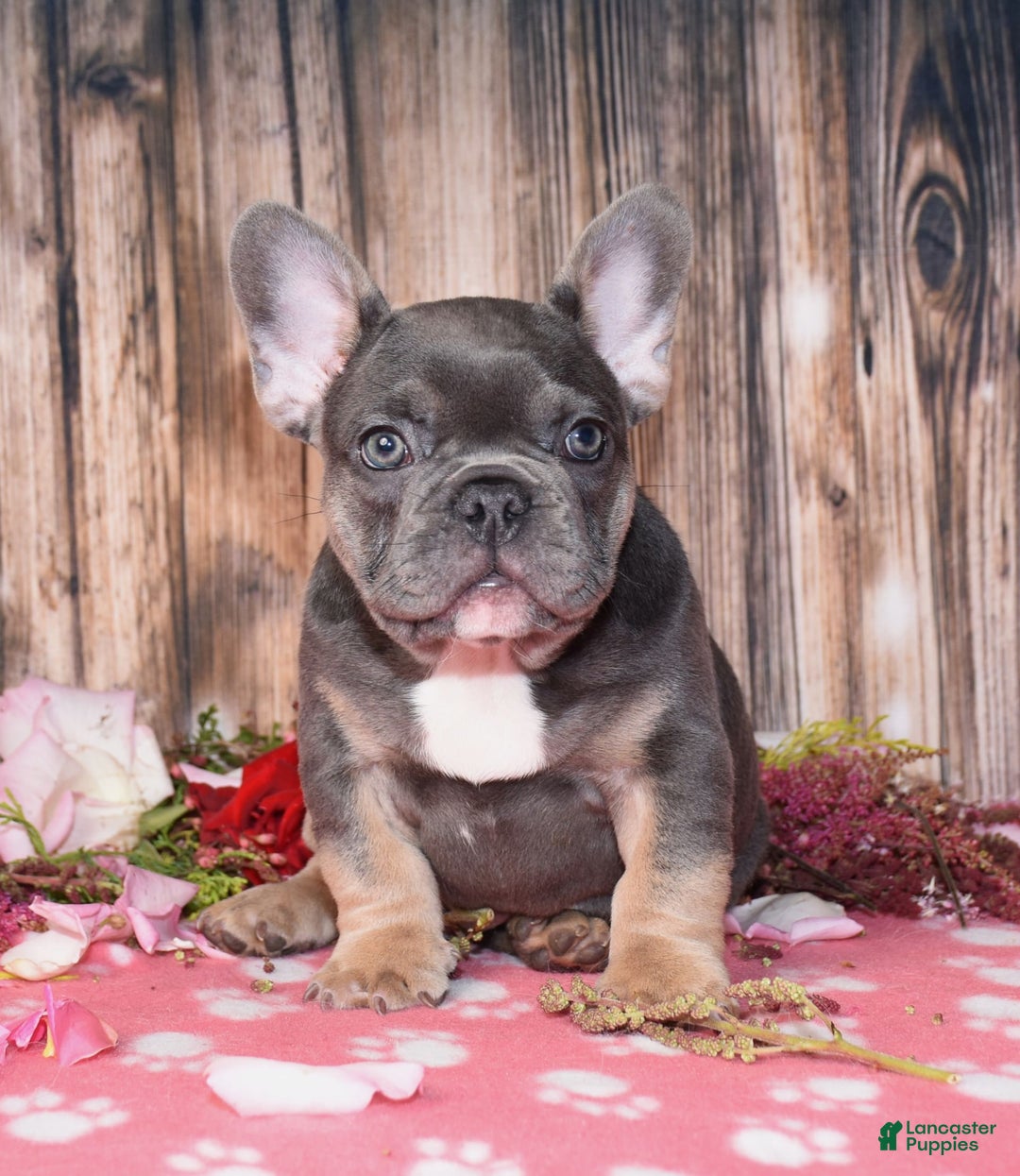 French Bulldog dogs for sale: French Bulldog 4 puppies - Image 3