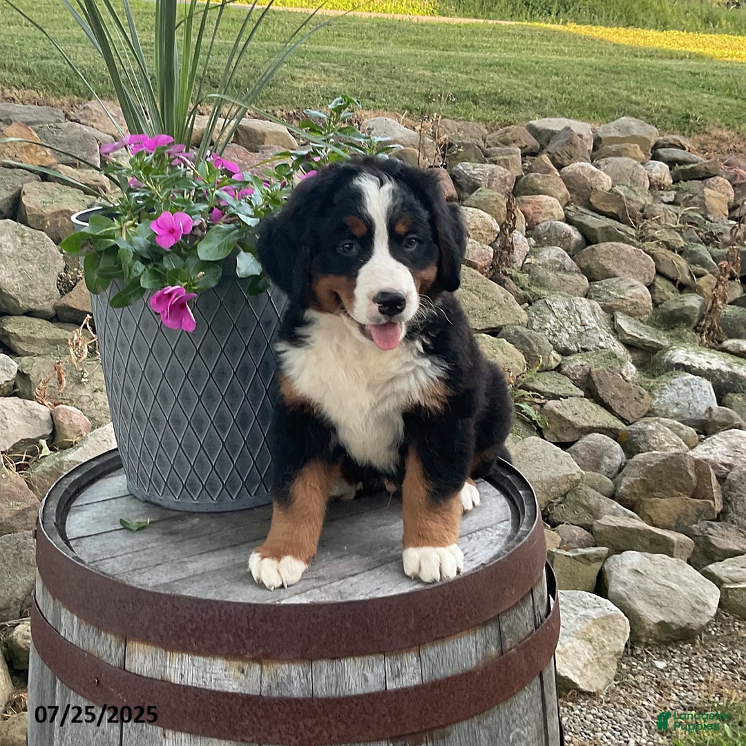 Bernese Mountain Dog dogs for sale: Bernese Mountain Dog 3 puppies - Image 11