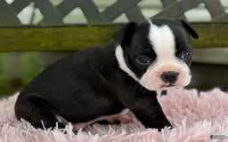 Frenchton dogs for sale: Jodi - Image 9