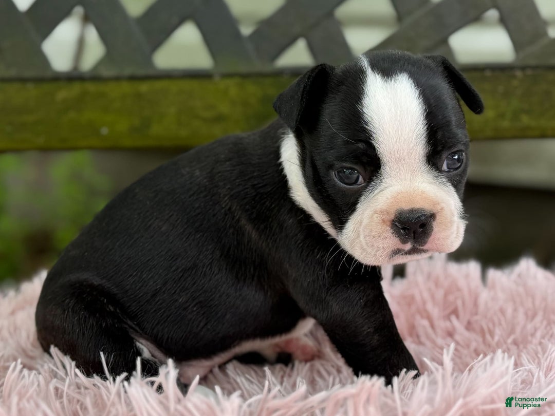 Frenchton dogs for sale: Jodi - Image 9