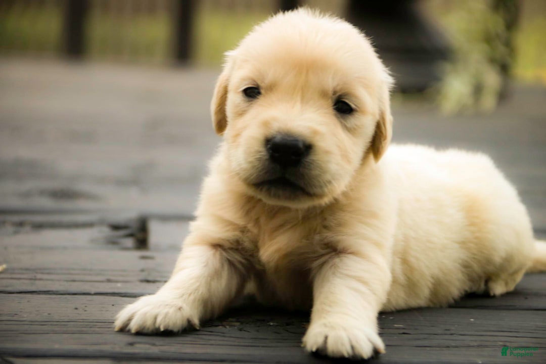 Golden Retriever dogs for sale: Tawny - Image 3