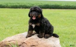 Bernedoodle dogs for sale: Ginger - Image 9