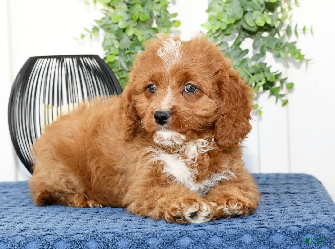 Cavapoo dogs for sale: Ernesto - Image 9