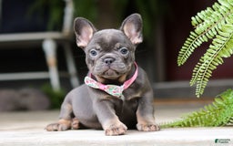 French Bulldog dogs for sale: Nora - Image 5