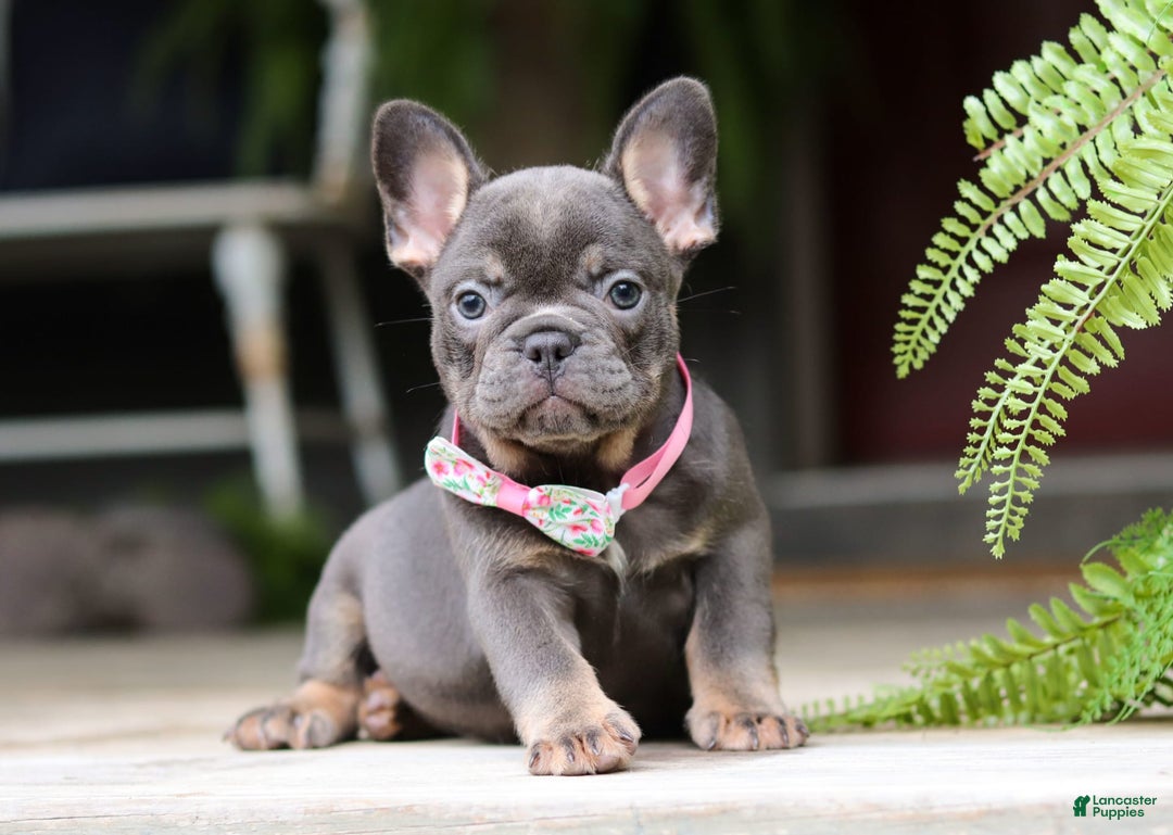 French Bulldog dogs for sale: Nora - Image 5