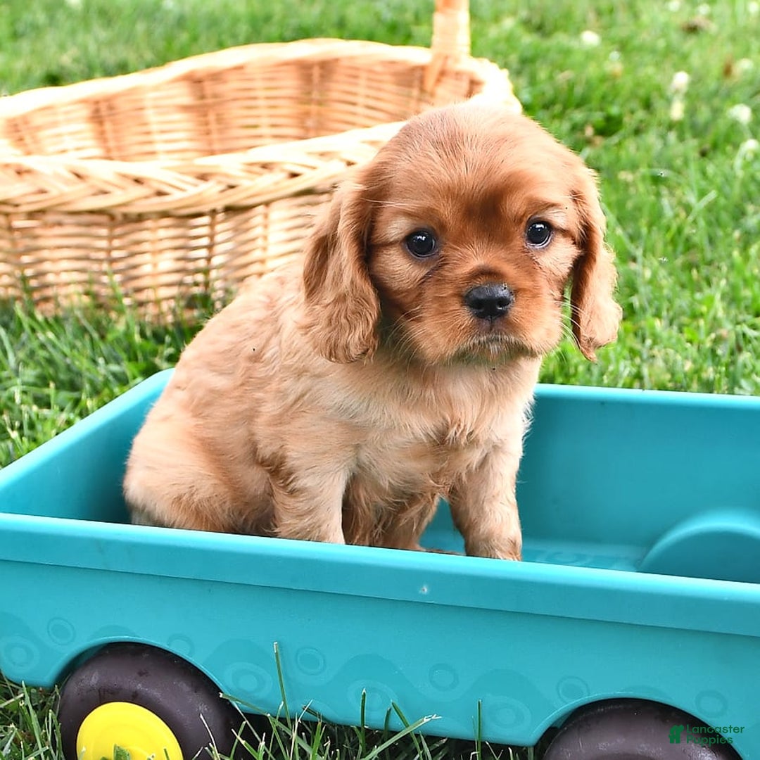 Cavalier King Charles Spaniel dogs for sale: Reba - Image 10