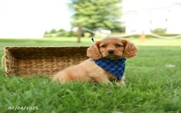 Miniature Golden Retriever dogs for sale: Cove - Image 1