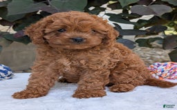 Cavapoo dogs for sale: Ginger - Image 16