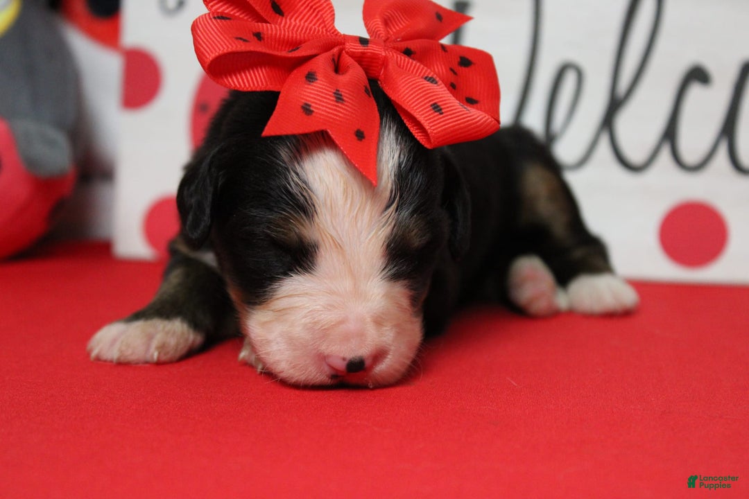 Bernese Mountain Dog dogs for sale: Pebbles - Image 66