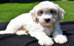 Maltipoo dogs for sale: Koa - Image 6