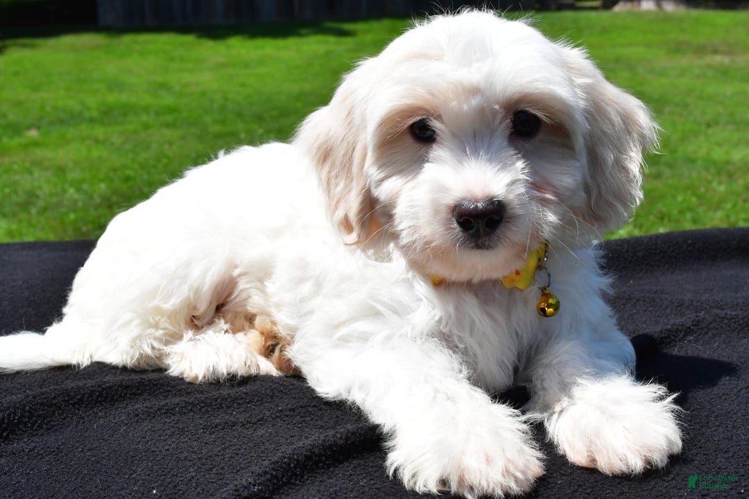 Maltipoo dogs for sale: Koa - Image 6