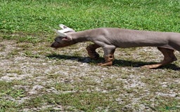 Doberman Pinscher dogs for sale: Meme - Image 3