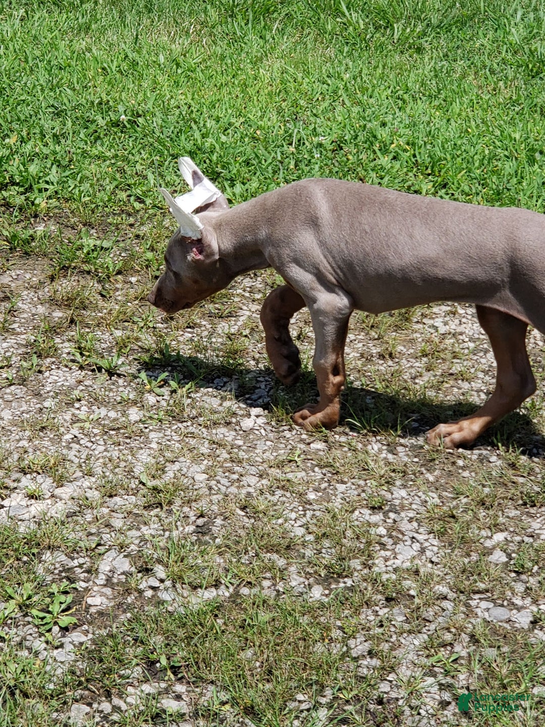 Doberman Pinscher dogs for sale: Meme - Image 3