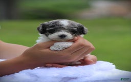 Cockapoo dogs for sale: Savannah - Image 2