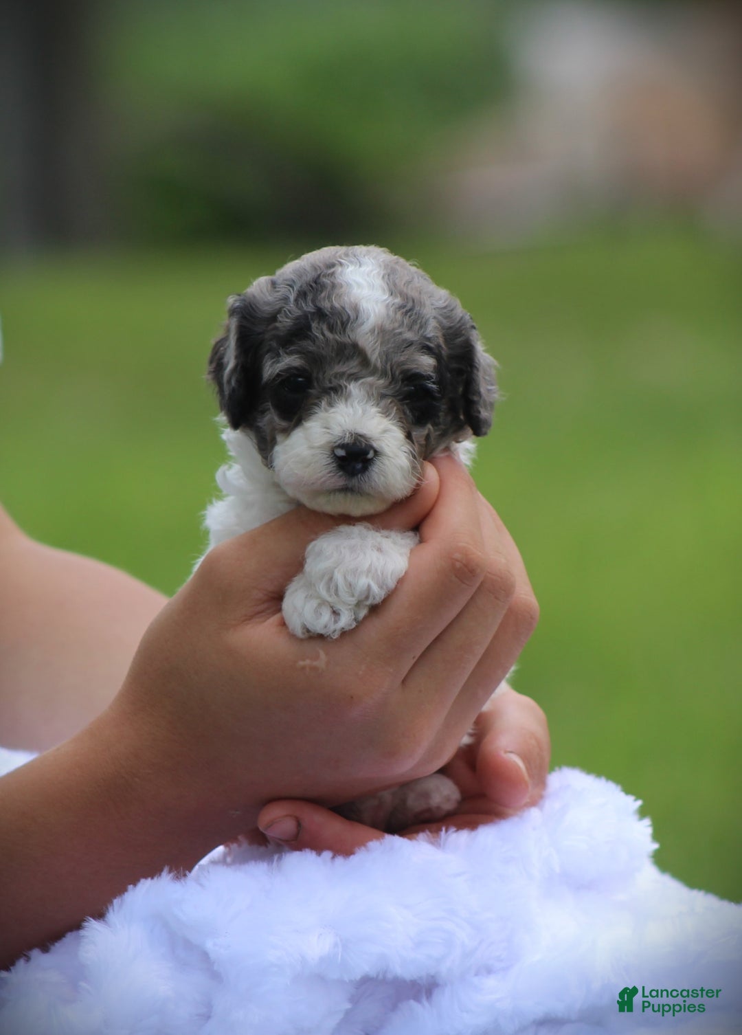 Cockapoo dogs for sale: Savannah - Image 2