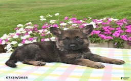 German Shepherd dogs for sale: Ruger - Image 3