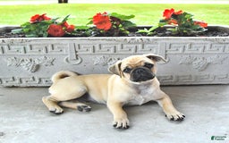 Jug dogs for sale: Rylan - Image 4