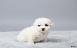 Bichon Frise dogs for sale: Oliver - Image 5