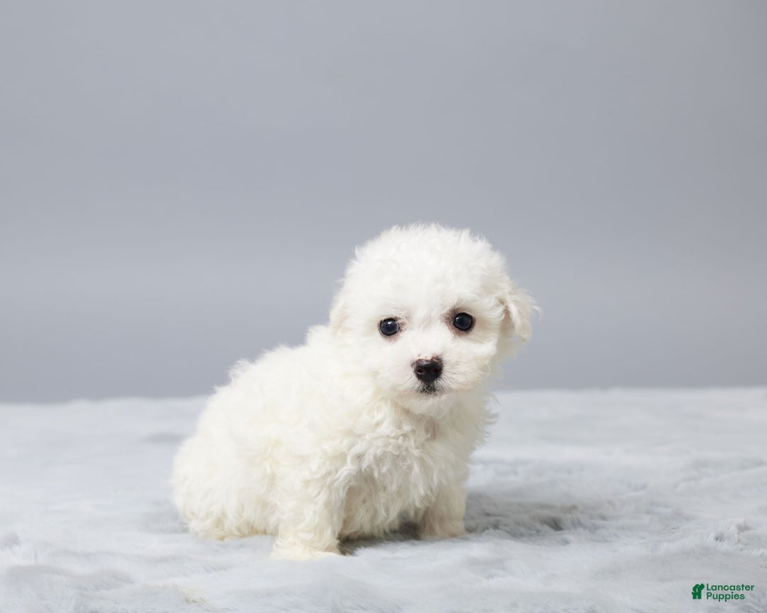 Bichon Frise dogs for sale: Oliver - Image 5