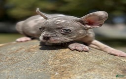 French Bulldog dogs for sale: French Bulldog 3 puppies - Image 7