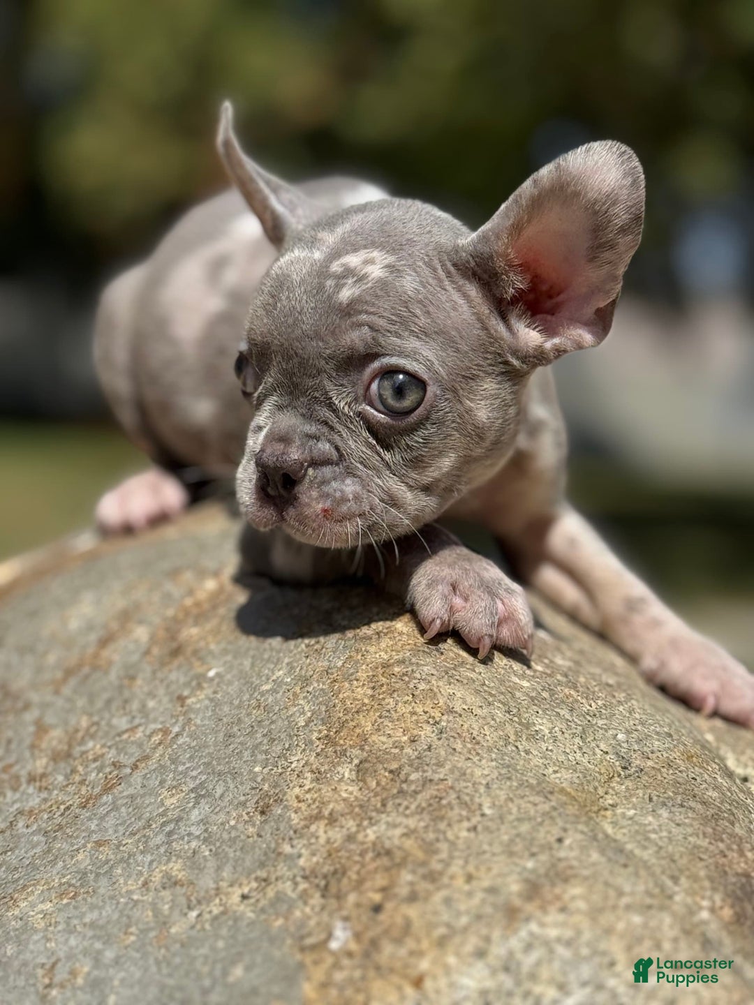 French Bulldog dogs for sale: French Bulldog 3 puppies - Image 7