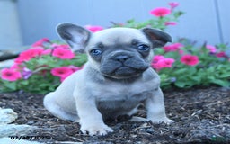 French Bulldog dogs for sale: Lennon - Image 3