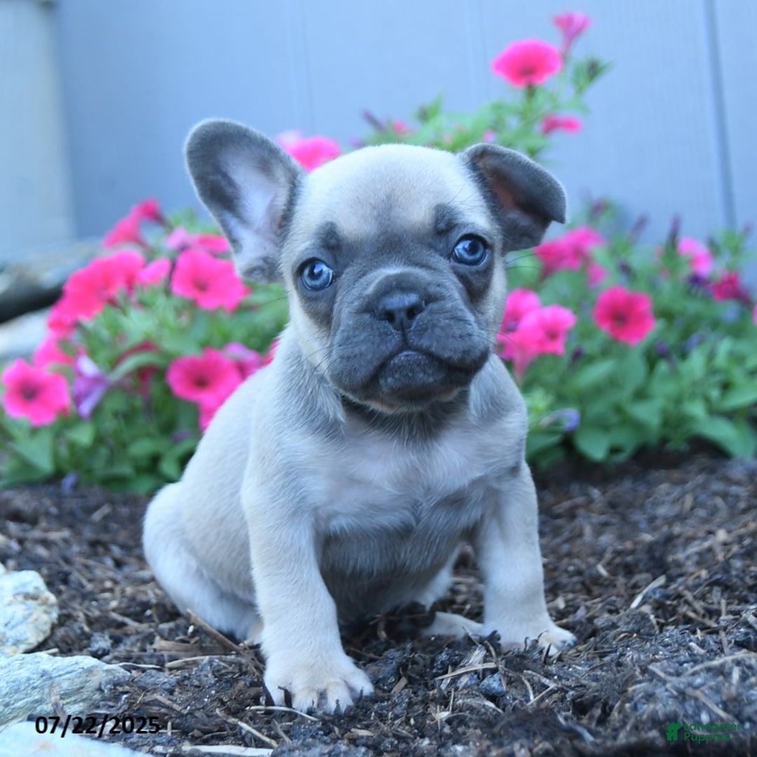 French Bulldog dogs for sale: Lennon - Image 3