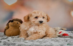 Bichpoo dogs for sale: Jenny - Image 5