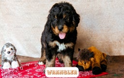 Bernedoodle dogs for sale: Wrangler - Image 13