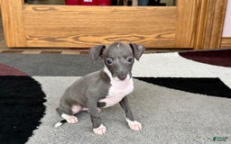 Italian Greyhound dogs for sale: Lila - Image 1