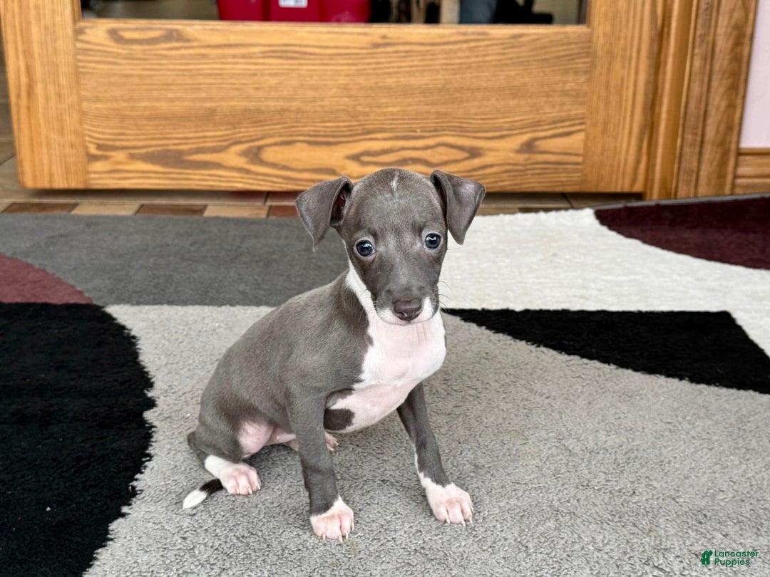 Italian Greyhound dogs for sale: Lila - Image 1