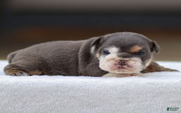English Bulldog dogs for sale: Tanner - Image 2