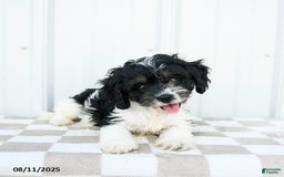 Cavapoo dogs for sale: Carolina - Image 4