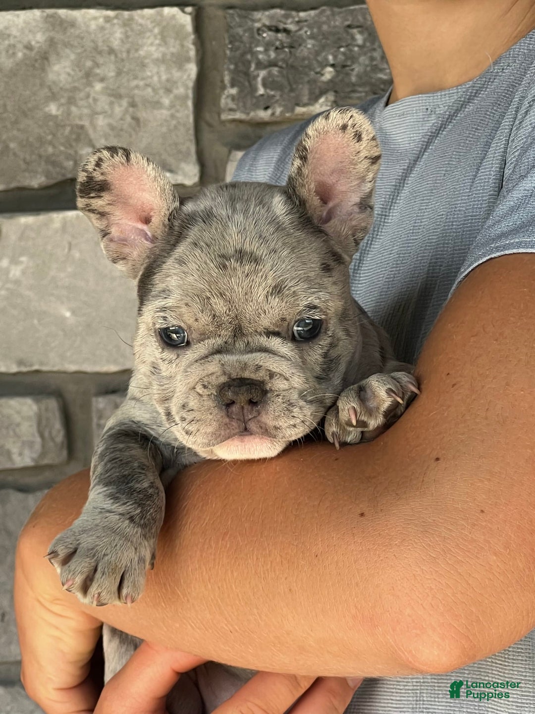 French Bulldog dogs for sale: Loki - Image 9
