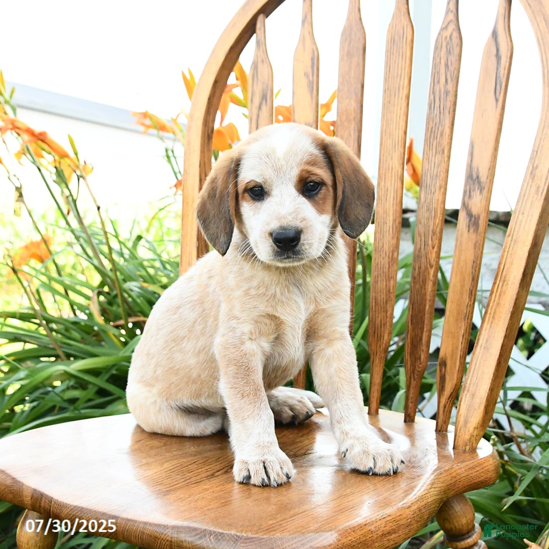 Beagle dogs for sale: Lightning - Image 2
