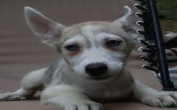 Gerberian Shepsky dogs for sale: Willy - Image 4