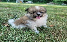 Pomeranian dogs for sale: Mackey - Image 3