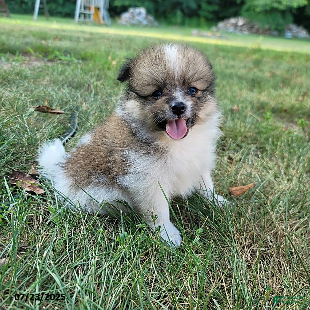 Pomeranian dogs for sale: Mackey - Image 3