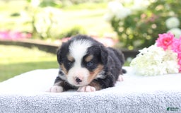 Bernese Mountain Dog dogs for sale: Porter AKC - Image 3