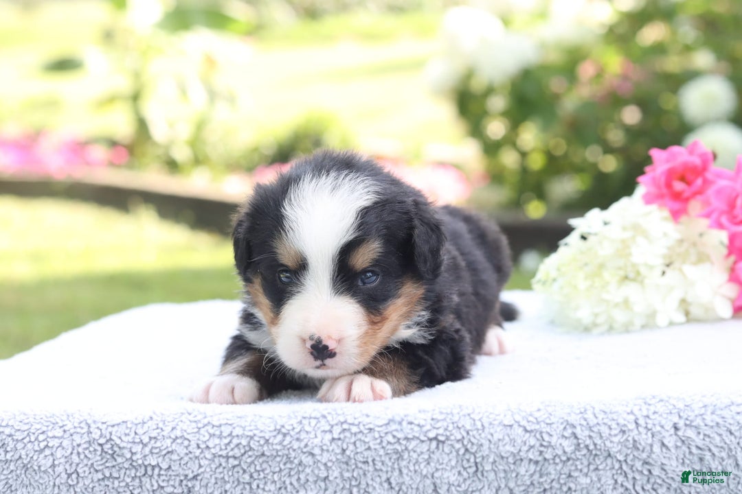 Bernese Mountain Dog dogs for sale: Porter AKC - Image 3