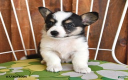 Welsh Corgi Pembroke dogs for sale: Sadie - Image 1