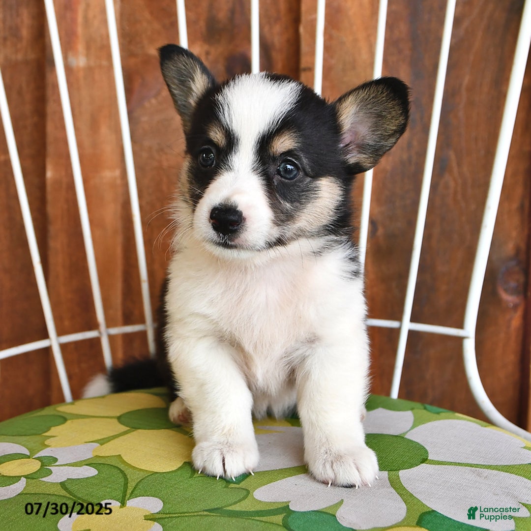 Welsh Corgi Pembroke dogs for sale: Sadie - Image 1