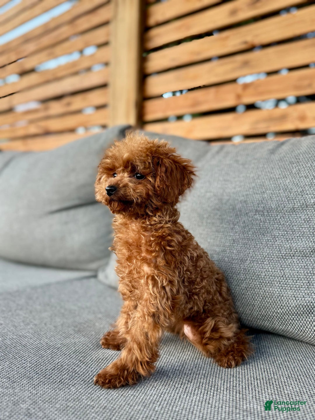 Toy Poodle dogs for sale: Premium Teacup Female - Image 2