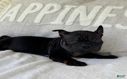 American Bulldog dogs for sale: China - Listing for pets: China, Chongqin - Image 5