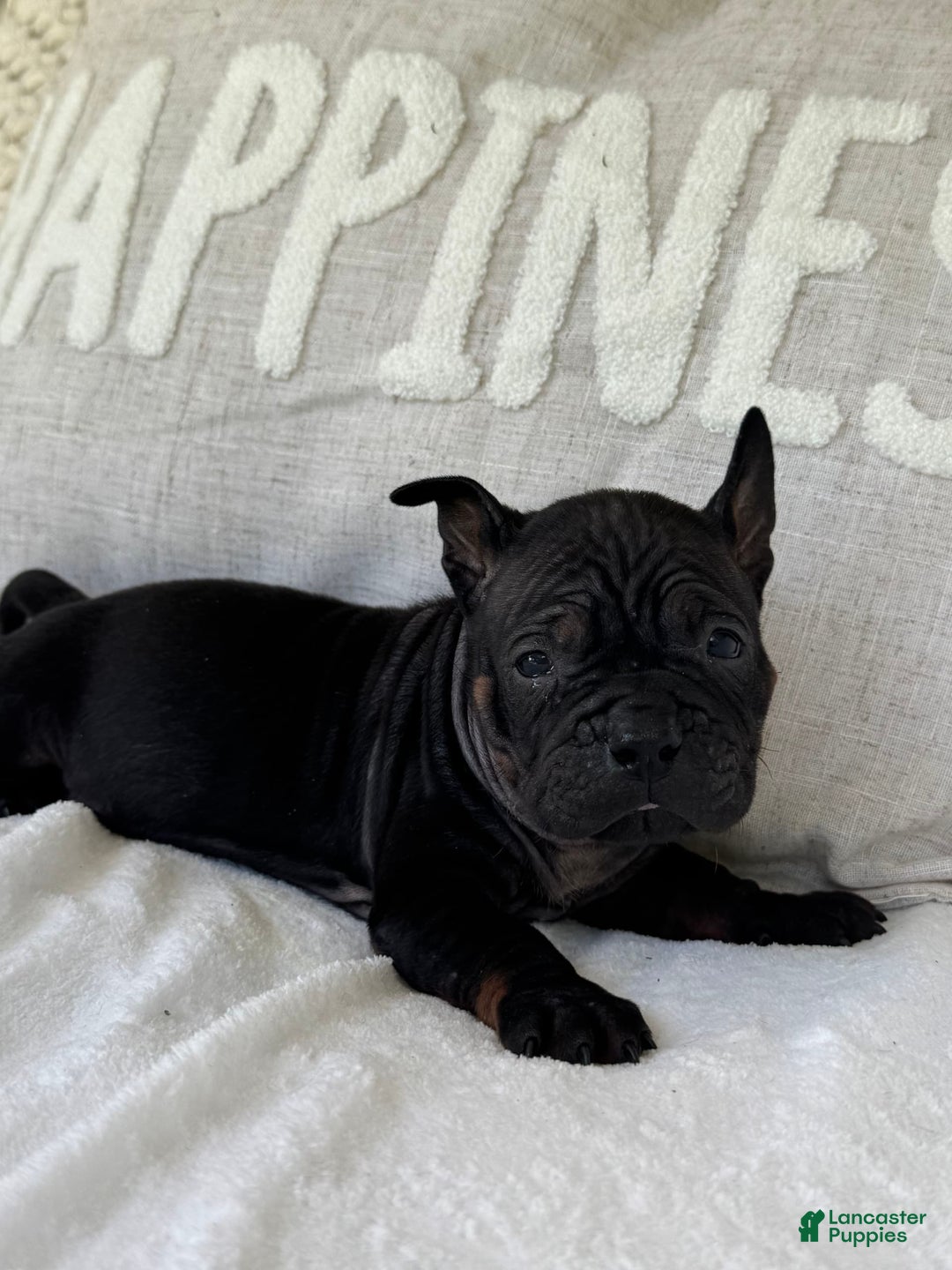 American Bulldog dogs for sale: China - Listing for pets: China, Chongqin - Image 5