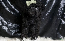 Miniature Poodle dogs for sale: Coal - Image 4