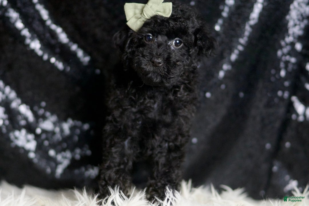 Miniature Poodle dogs for sale: Coal - Image 4