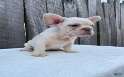 French Bulldog dogs for sale: Drew - Image 5