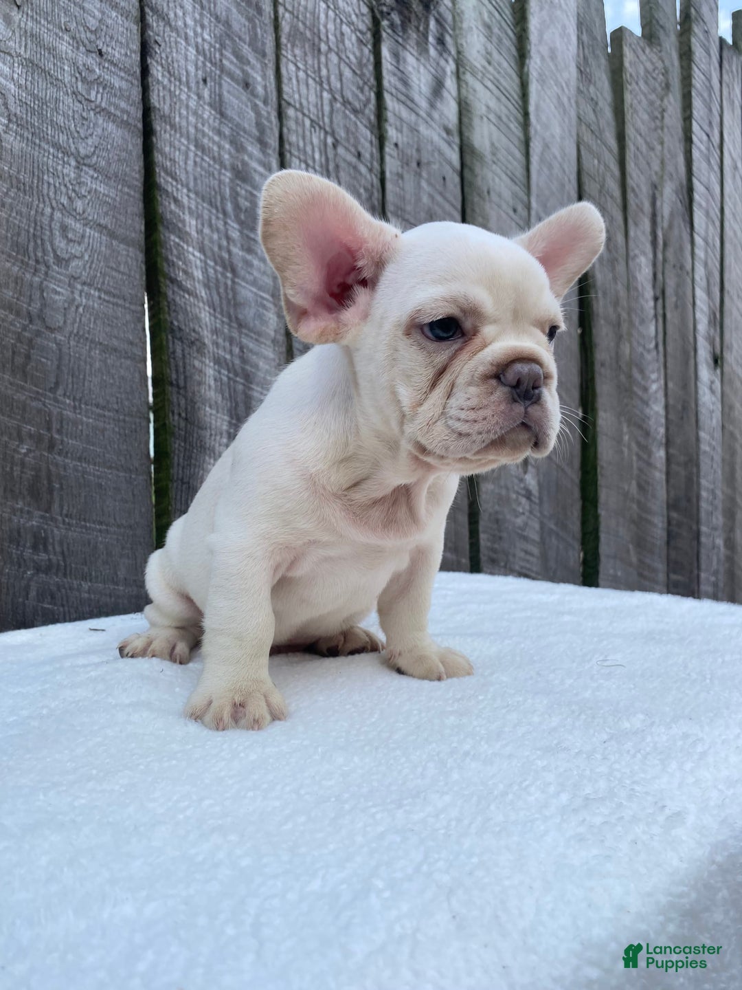 French Bulldog dogs for sale: Drew - Image 5